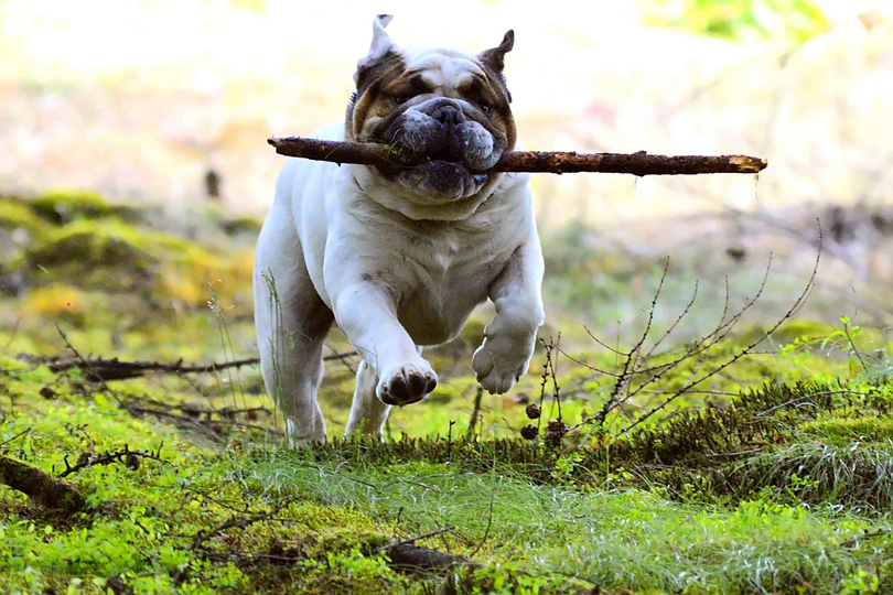 besoins primaires chien