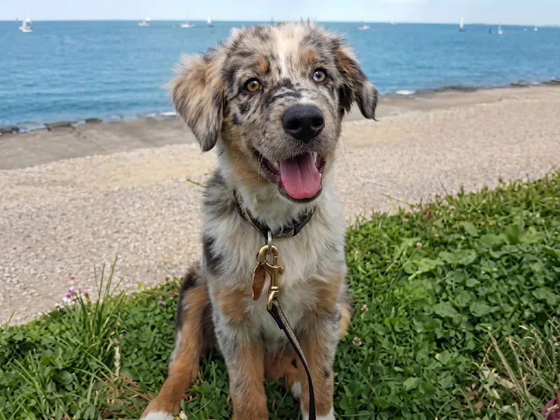 Image de chien de race Aussiedor