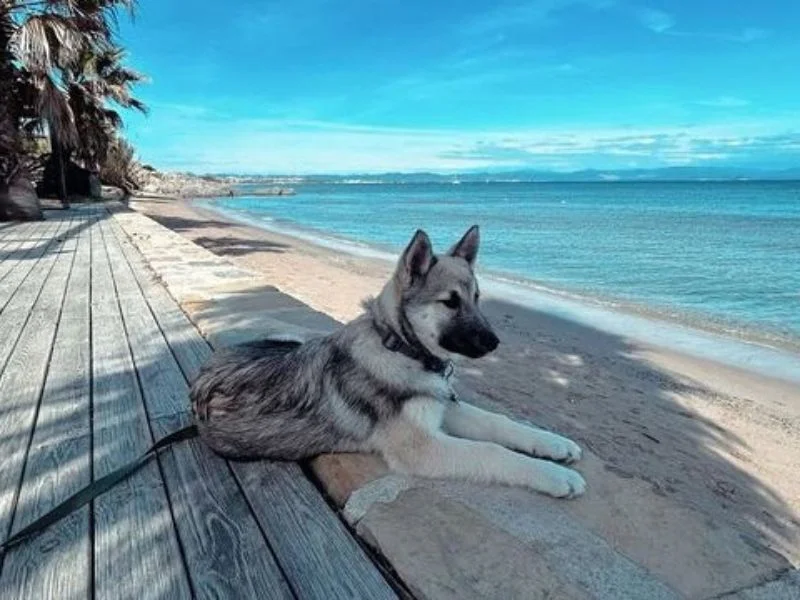 Image de chien de race Belusky