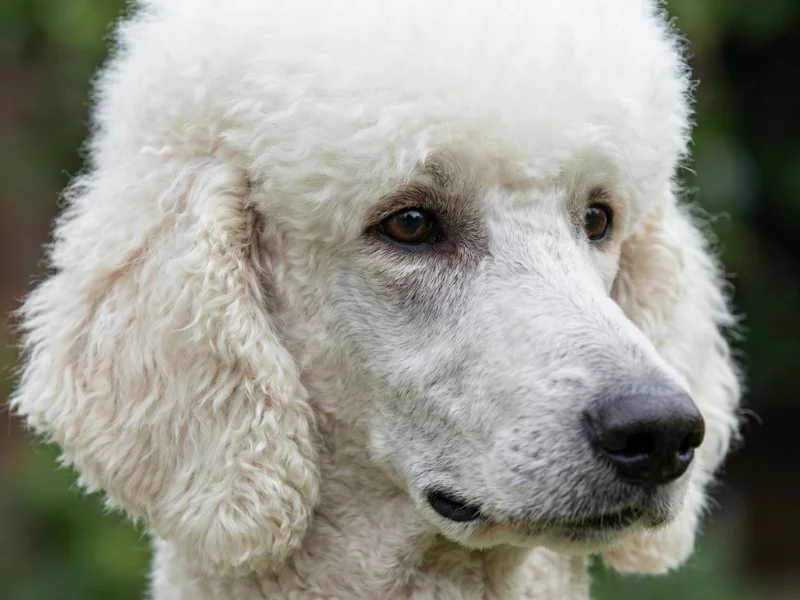 Image de chien de race Caniche