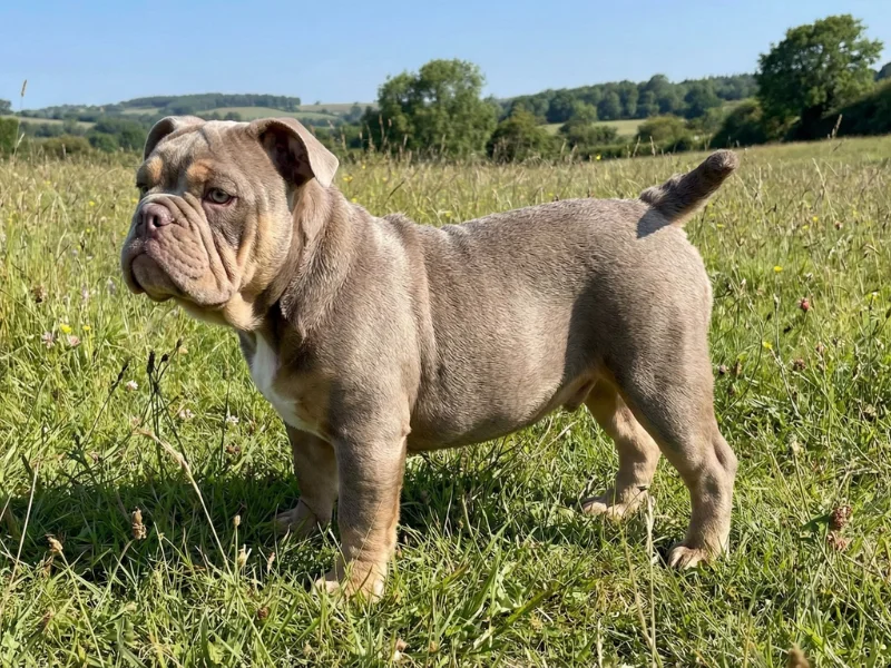 Image de chien de race New English Bulldog