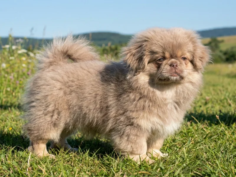 Image de chien de race Pékinois