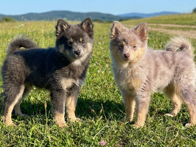Image de chien de race Pomklee