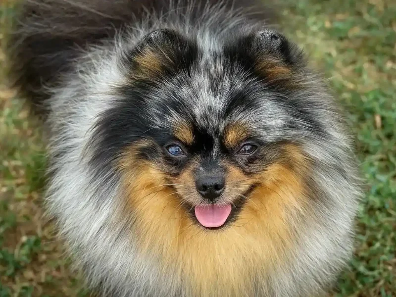 Image de chien de race Spitz