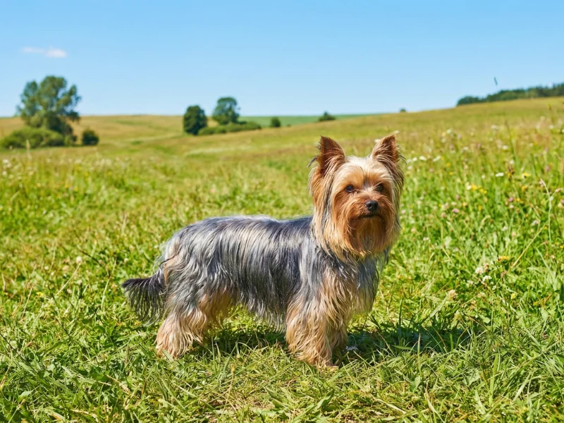 Image de chien de race Yorkshire
