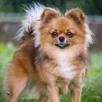 Lexy des Petits Loustics  (F1)  - Pomchi FBKC