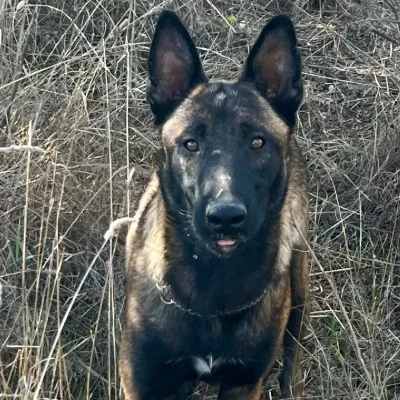 Zac - Berger Belge Malinois FBKC
