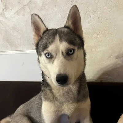 Uska - Husky FBKC