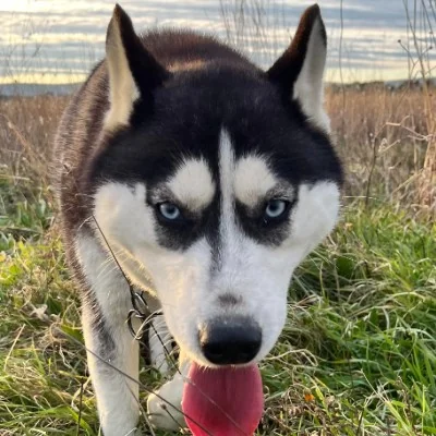 Ume - Husky FBKC