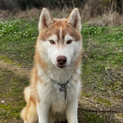 Ash dit Atlas - Husky FBKC