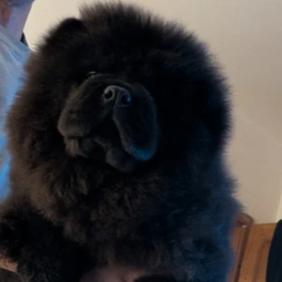 Exo Khan Ao-Xu Black  - Chow-Chow FBKC