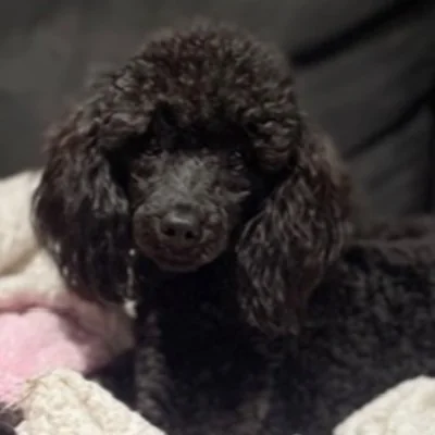 Alizee Of Blue Diamond - Caniche FBKC