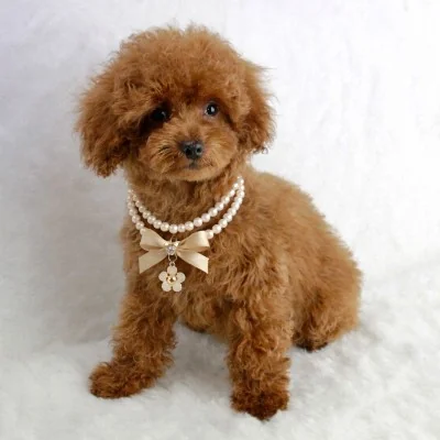Tina (Toy) - Caniche FBKC