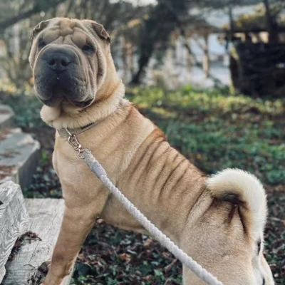 Les Shar-Peï du Mont-d’Or Tsuki - Shar Pei FBKC