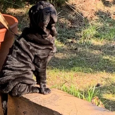 Moomin - Shar Pei FBKC