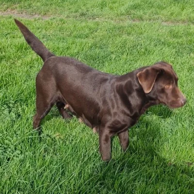 Shayen de la Cité des Animaux - Labrador FBKC