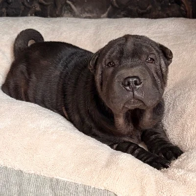 La Maison du Bou-Shar Béka - Shar Pei FBKC