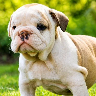 Bertha De La Butte de Goliath - Bouledogue anglais FBKC