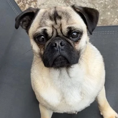 Vador Des Mille et un Pug - Carlin FBKC