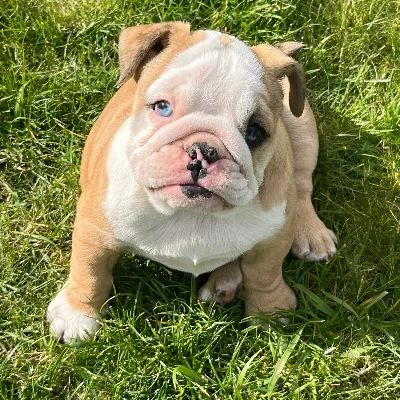 Brooklyn De La Butte de Goliath - Bouledogue anglais FBKC