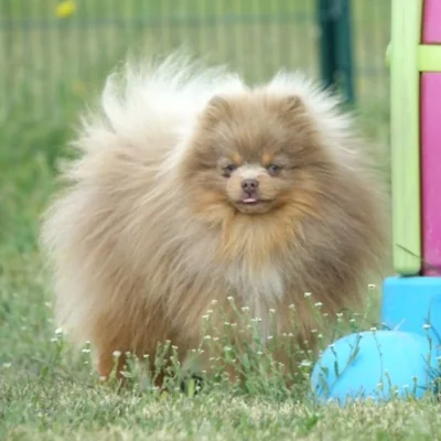 Sotchi Evrik Taysh - Spitz FBKC