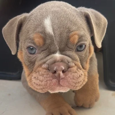 English British Family Mochi  - New English Bulldog FBKC
