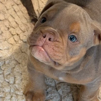 English British Family César  - New English Bulldog FBKC
