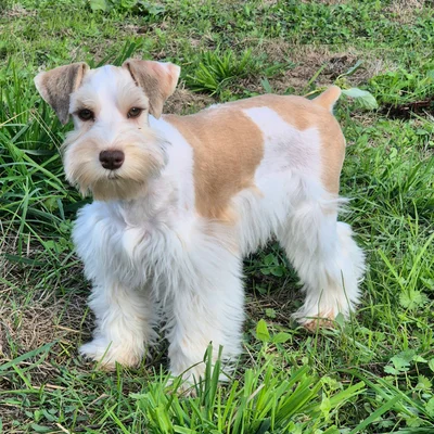 Jiao - Schnauzer Exotique FBKC