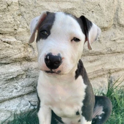 Smatch - Bouledogue Americain FBKC