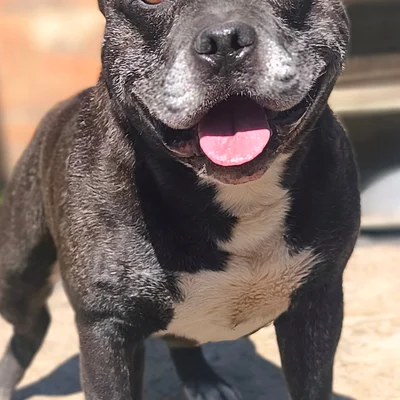 Adés - Staffordshire Bull Terrier FBKC