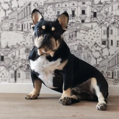 Les Boulis de Crestot Aribo - Bouledogue français FBKC