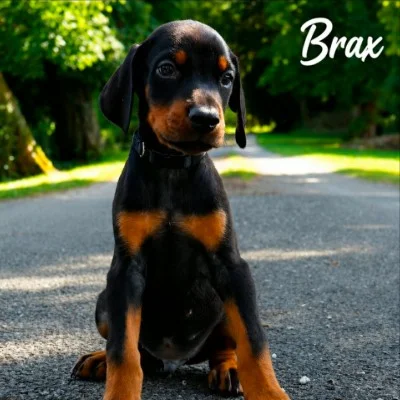 Phoenix Bully's Kennel Brax - Doberman FBKC