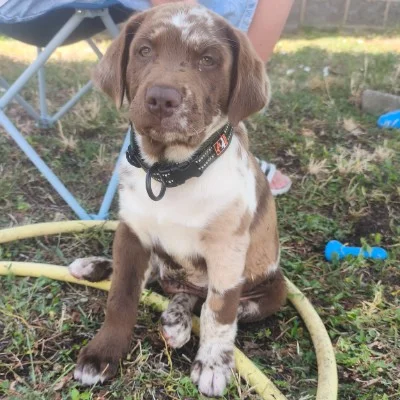 Baky De La Cité des Animaux - Aussiedor FBKC