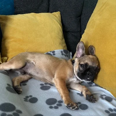 Élevage de la Famille Dog Étoilée Banzaï - Bouledogue français FBKC
