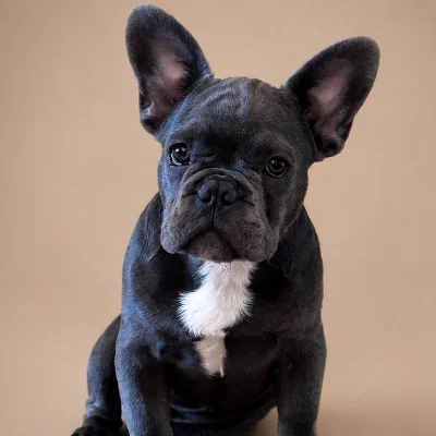 Alma Love Boris - Bouledogue français FBKC