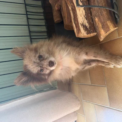 Vedette  - Pomsky FBKC