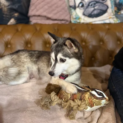 Dikkens Naomi (F3) - Pomsky FBKC