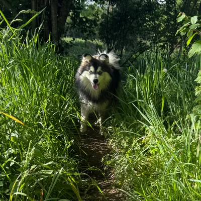 Arthur  - Pomsky FBKC