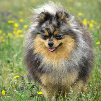Kora des Petits Loustics - Spitz FBKC