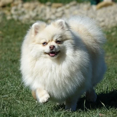 Vanilla des Petits Loustics - Spitz FBKC