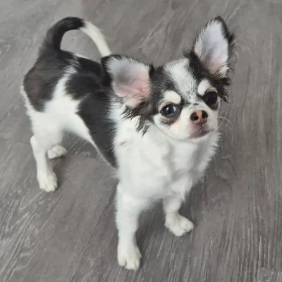 Dollhouse Bluna - Chihuahua FBKC