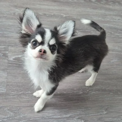 Dollhouse Blacky - Chihuahua FBKC