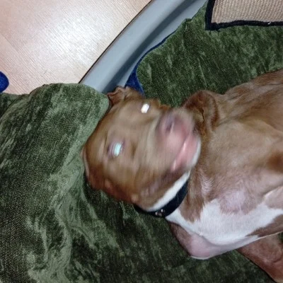 MBF Lyra  - American Bully