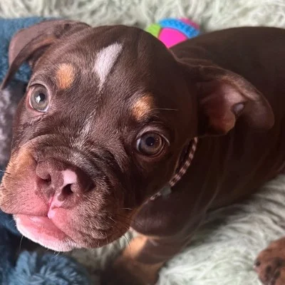 Pazu - American Bully