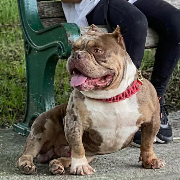 Image carré article bully catégorisé