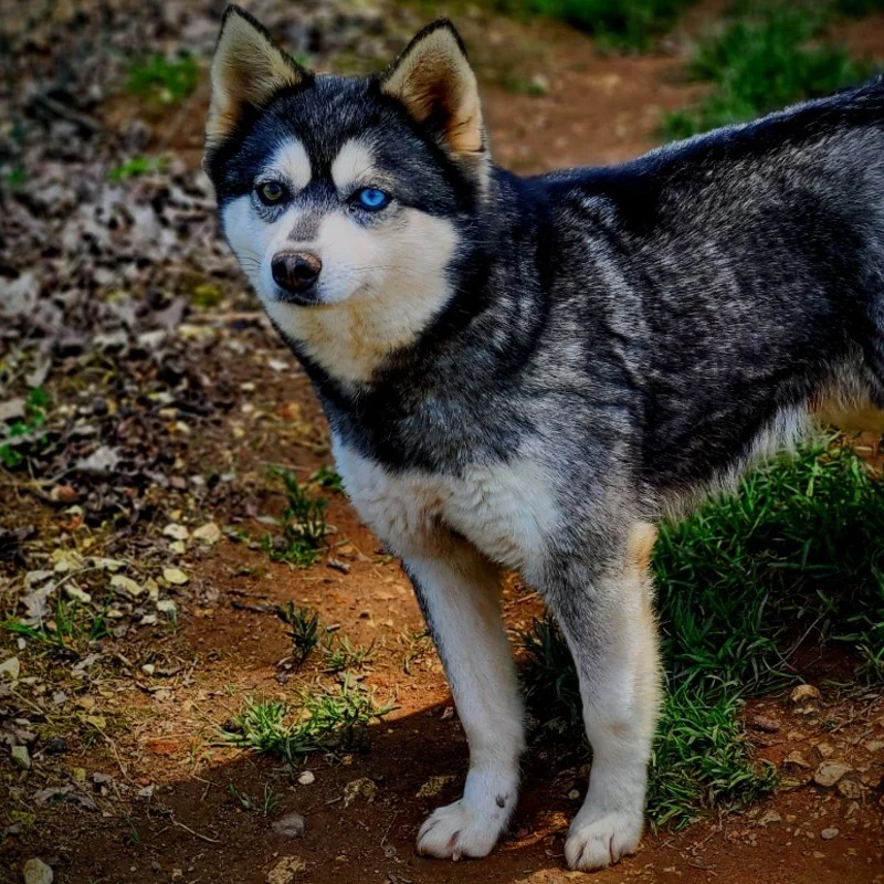 Severnaya Luna Roxy    - Alaskan Klee Kaï FBKC