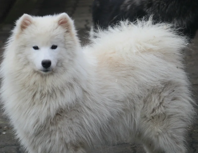 Mona   - Samoyede FBKC