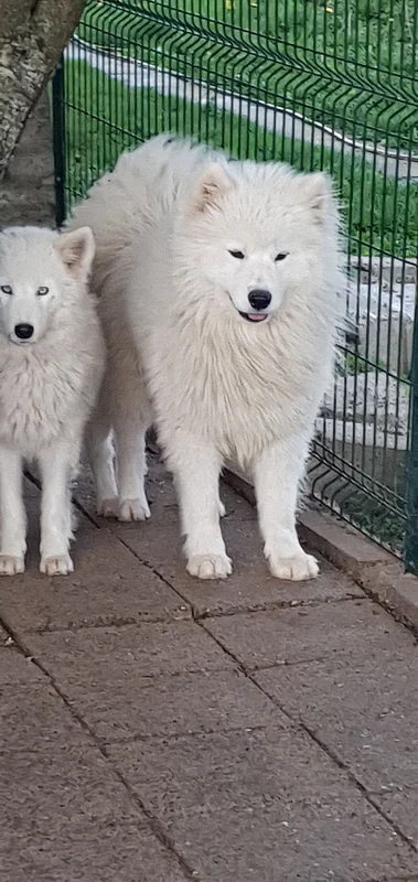 Hatchi    - Samoyede FBKC