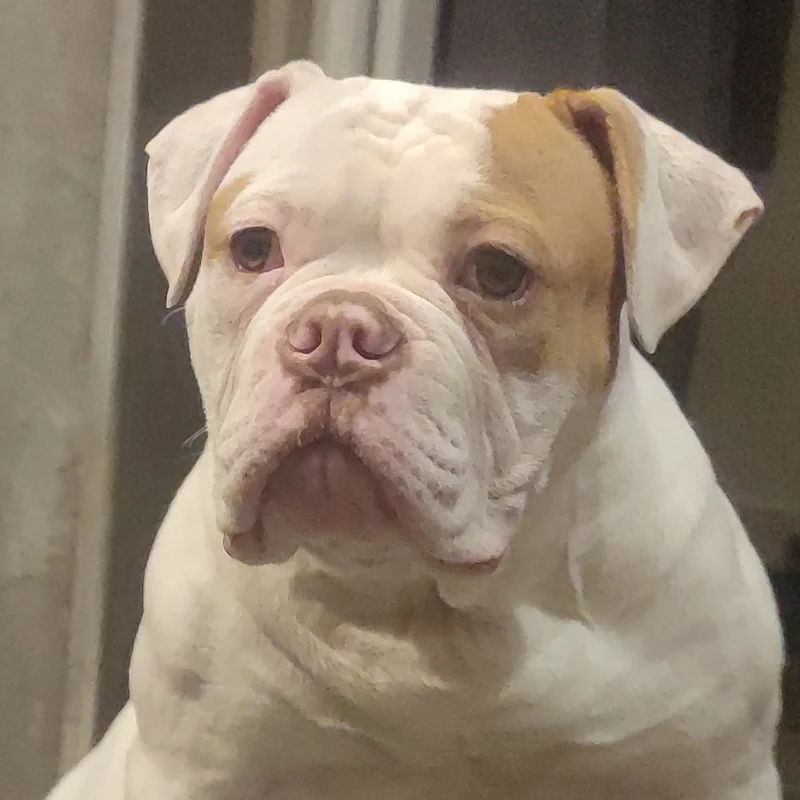 Nabisso Boul'Am Milos  - Bouledogue Americain FBKC