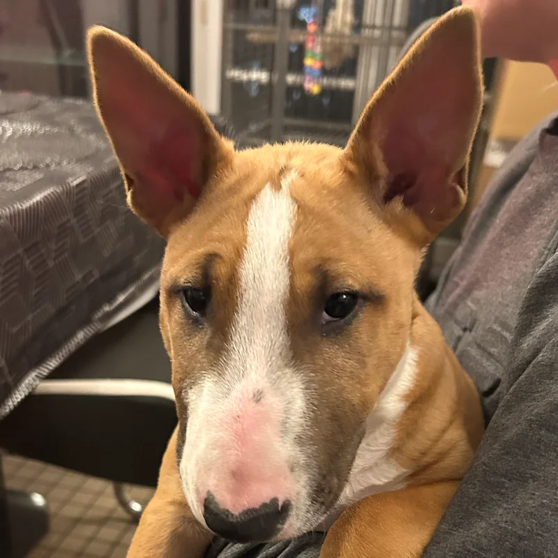 Vaiana      - Bull Terrier Miniature FBKC